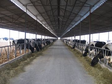 Китай Pre-проектированные стальные обрамляя системы разводя корову/лошадь с панелями крыши поставщик