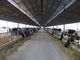 Pre-проектированные стальные обрамляя системы разводя корову/лошадь с панелями крыши поставщик